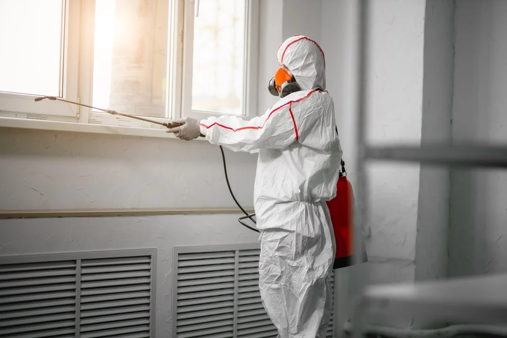 Professional mold remediation services in Whitesboro, TX
